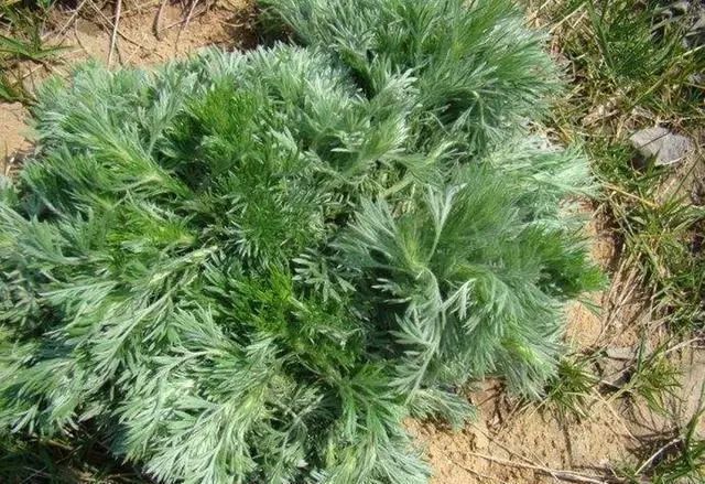 这种"白蒿"的植物有人说叶子与"艾草"有几分相似,在小编看来好像也的
