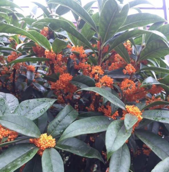 什么时间栽桂花树最佳 4c929231036b46eab047a0d1188d9a1e.jpeg