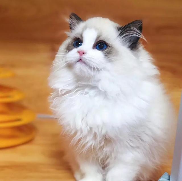 猫咪救援情况如何 700bebad3b7c4096b45d3e6a8c14e902.jpeg