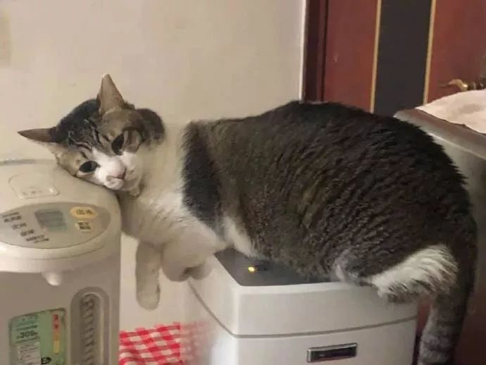 家里怎么给小猫取暖 7a49ac56c3e94bcbbab1ff286deede46.jpeg