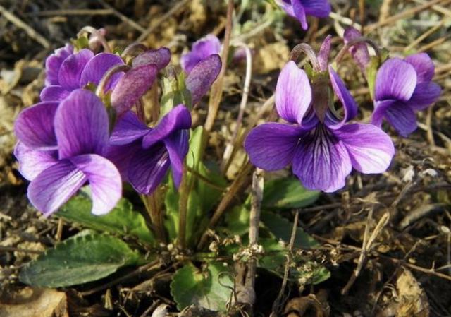 它被称为紫花地丁生长在山顶拔1棵少1棵珍贵请爱惜