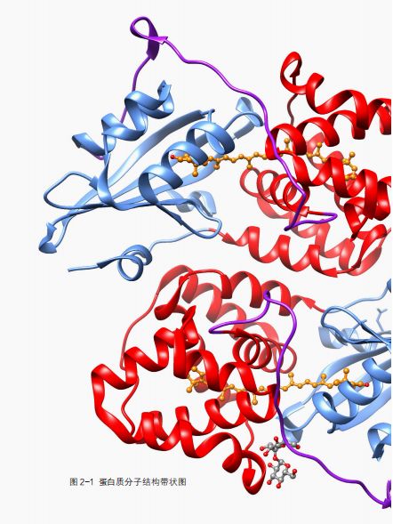 蛋白质分子结构带状图