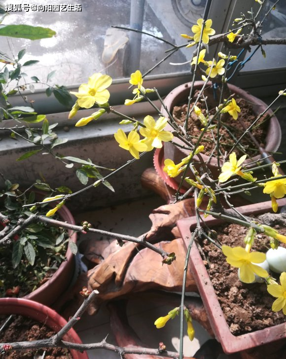 原创扦插迎春花路边掐个枝插在水瓶里15天生根开出小黄花