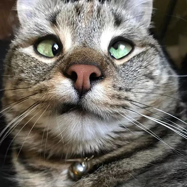 天生残疾的猫猫，却用它独特的眼睛吸引了十几万网友