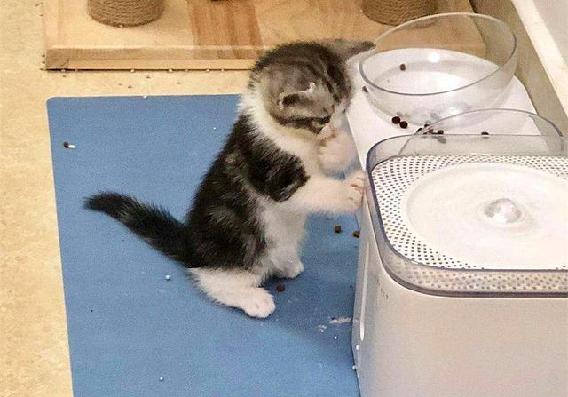 肺炎期间猫狗独自在家,面对缺水断粮,铲屎官需牢记4种求助方式