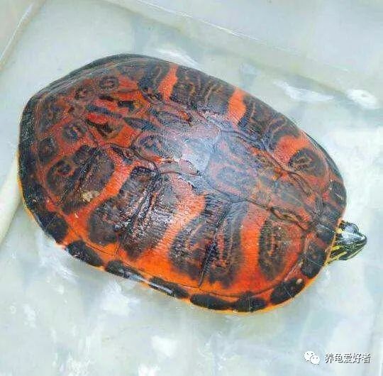 原创火焰龟的那些门道,你都摸清了吗?