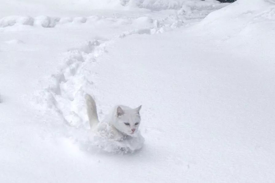 滑雪、看海、打地洞…原来北海道的流浪猫是这么过冬的！