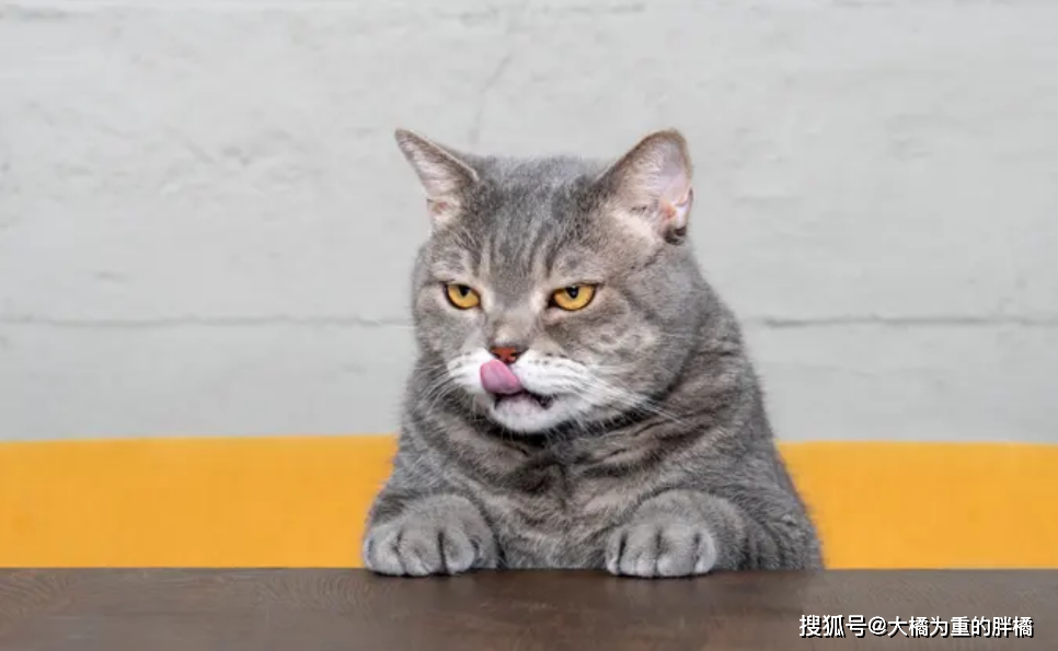 猫咪叫声音吸引猫咪过来 12df597cb38f43cc8edc03f39564c048.png
