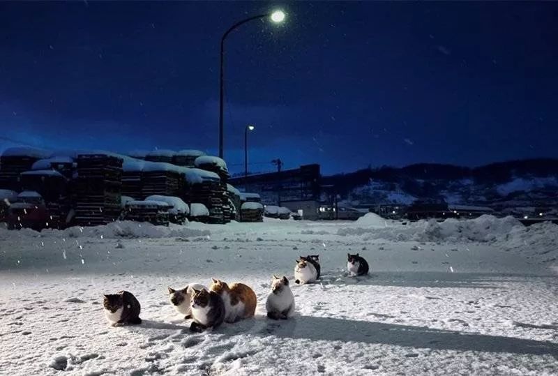 滑雪、看海、打地洞…原来北海道的流浪猫是这么过冬的！