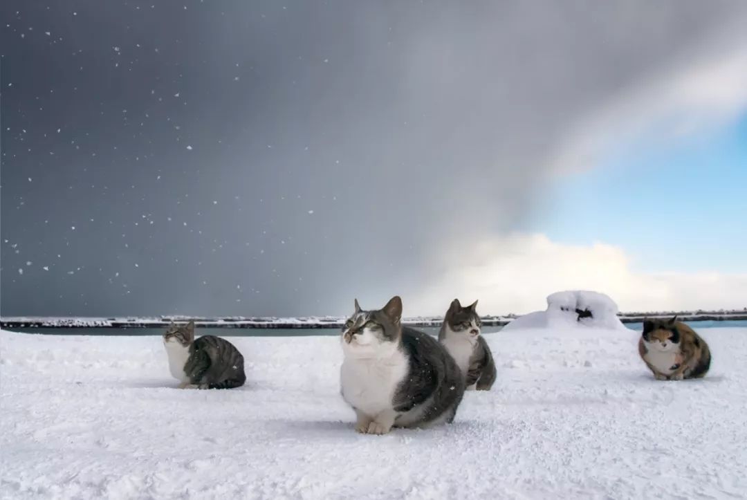 滑雪、看海、打地洞…原来北海道的流浪猫是这么过冬的！