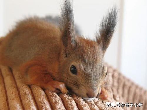 受伤的小麻雀怎么救治 1fdc8b3da59644bc9de5dc478a059c18.jpeg