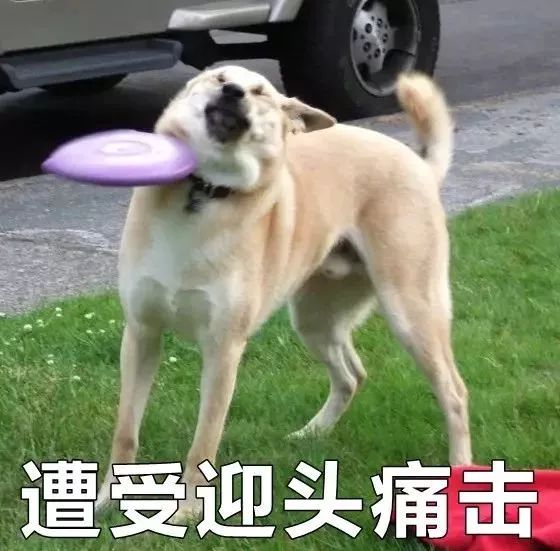 疯狂猜成语猫晕了_看图猜成语(2)