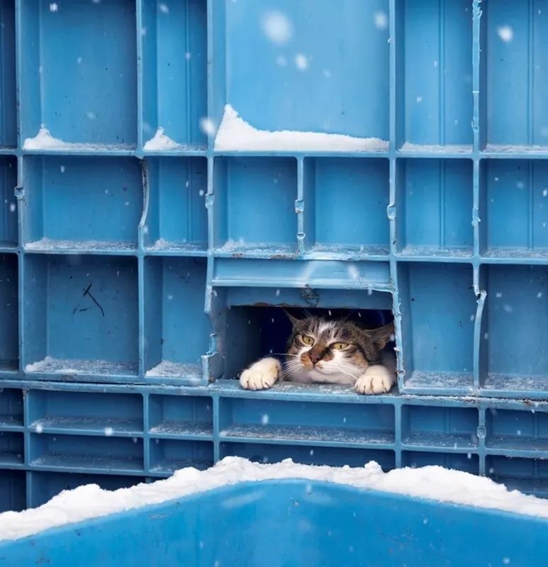 滑雪、看海、打地洞…原来北海道的流浪猫是这么过冬的！