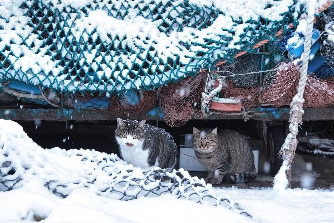 滑雪、看海、打地洞…原来北海道的流浪猫是这么过冬的！