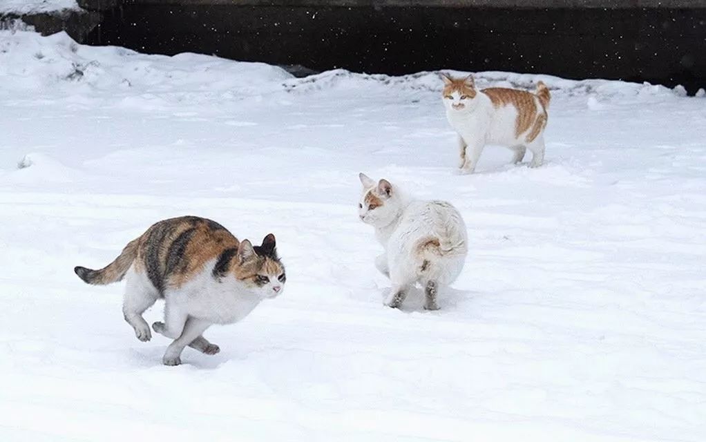 滑雪、看海、打地洞…原来北海道的流浪猫是这么过冬的！