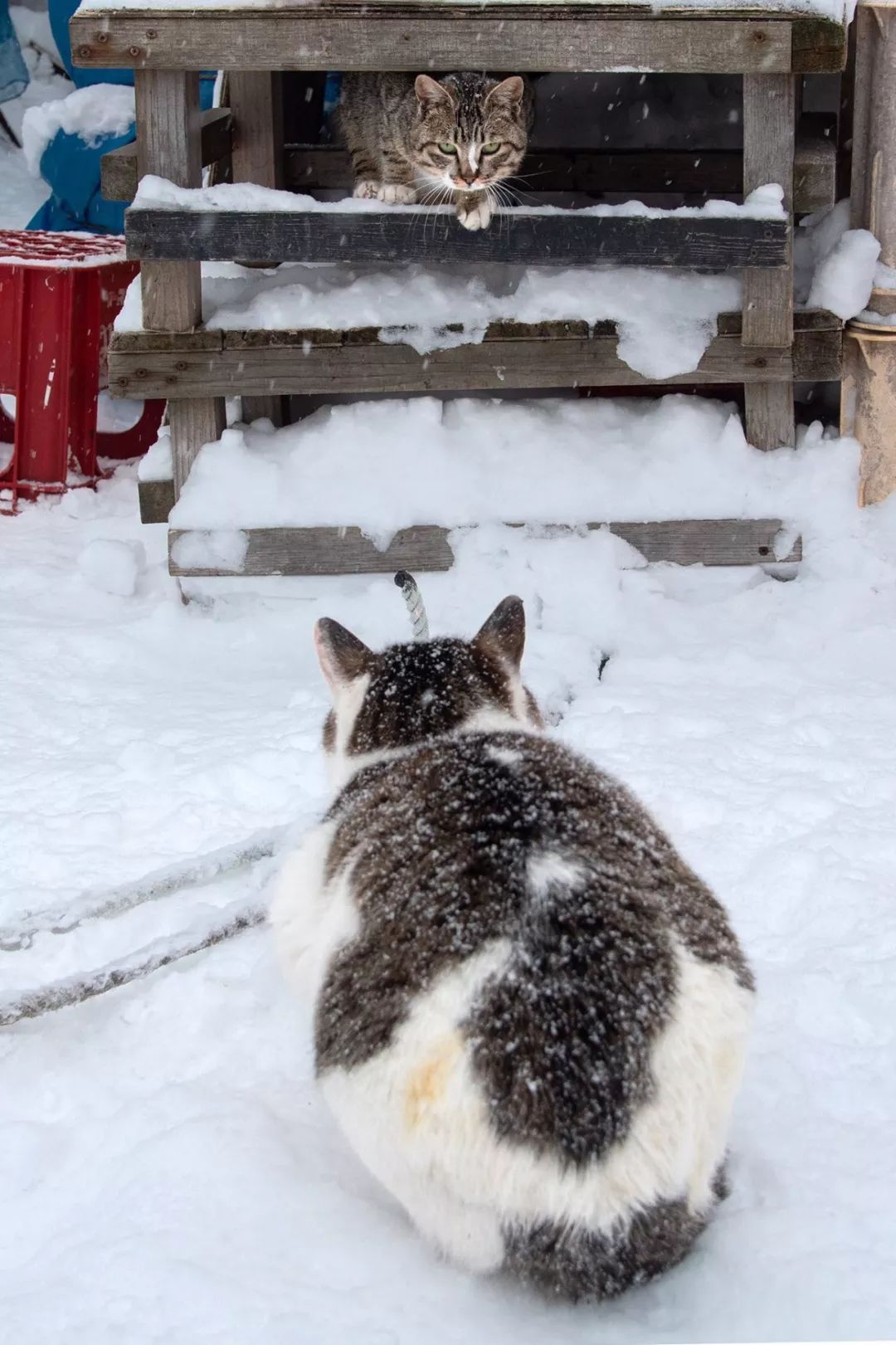 滑雪、看海、打地洞…原来北海道的流浪猫是这么过冬的！