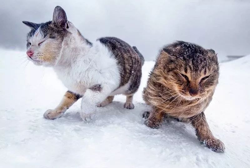 滑雪、看海、打地洞…原来北海道的流浪猫是这么过冬的！