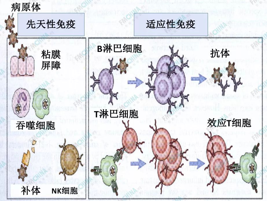 免疫系统的两个基础系统:分别是先天免疫系统和适应性免疫系统(图1)