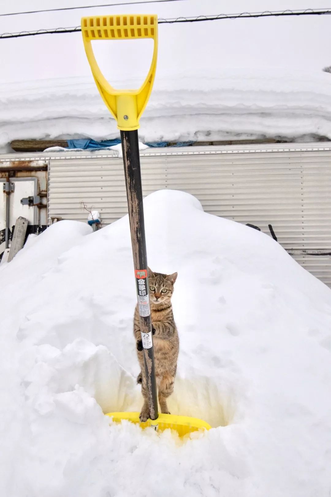 滑雪、看海、打地洞…原来北海道的流浪猫是这么过冬的！