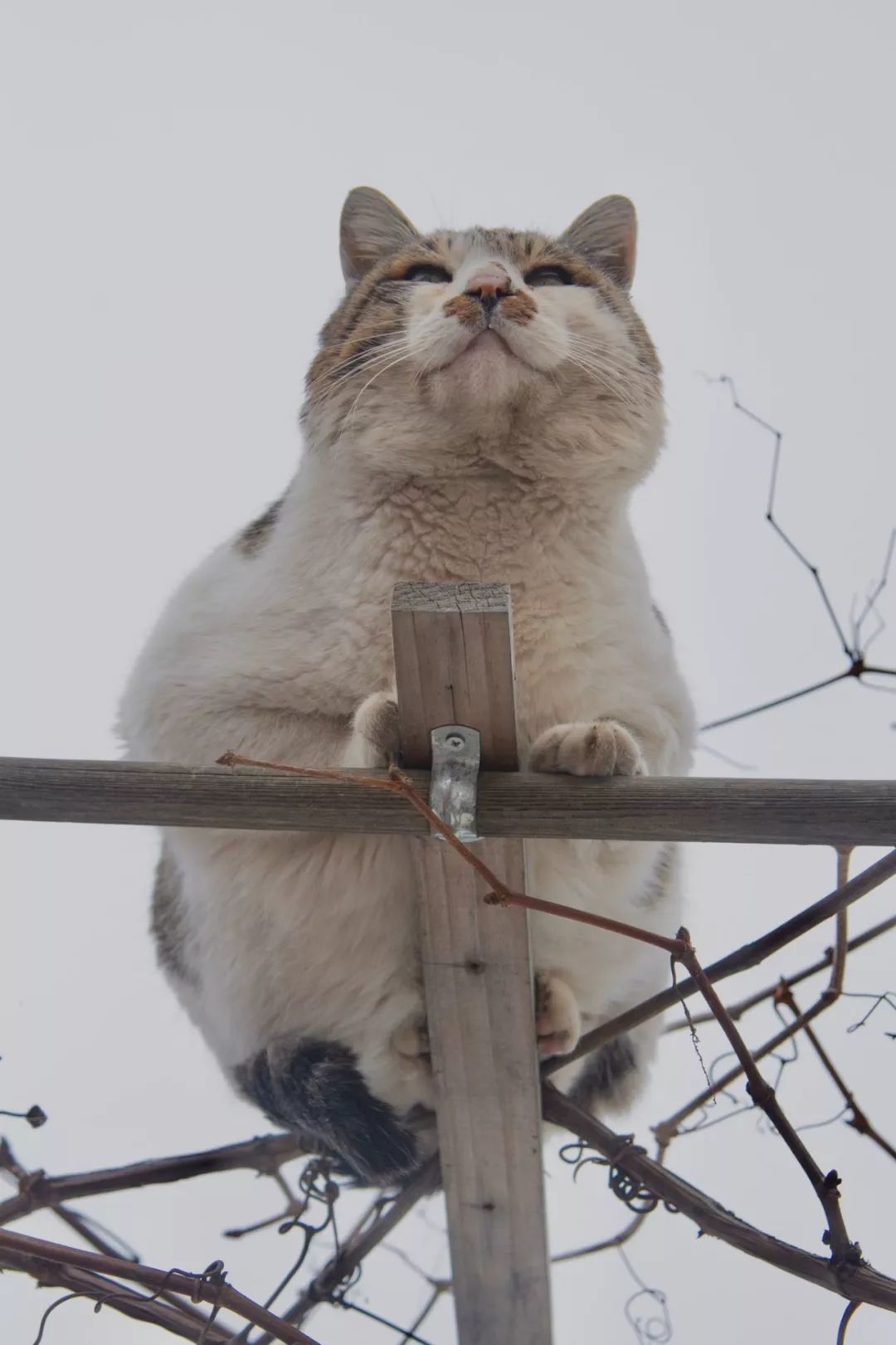 滑雪、看海、打地洞…原来北海道的流浪猫是这么过冬的！