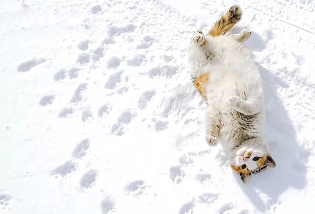 滑雪、看海、打地洞…原来北海道的流浪猫是这么过冬的！