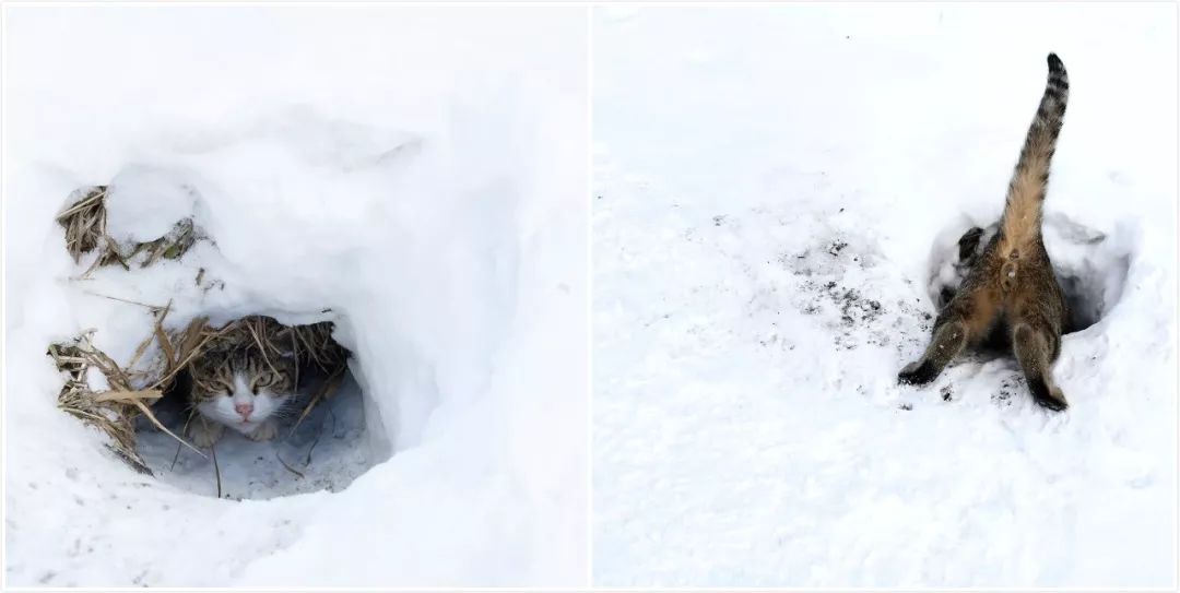 滑雪、看海、打地洞…原来北海道的流浪猫是这么过冬的！