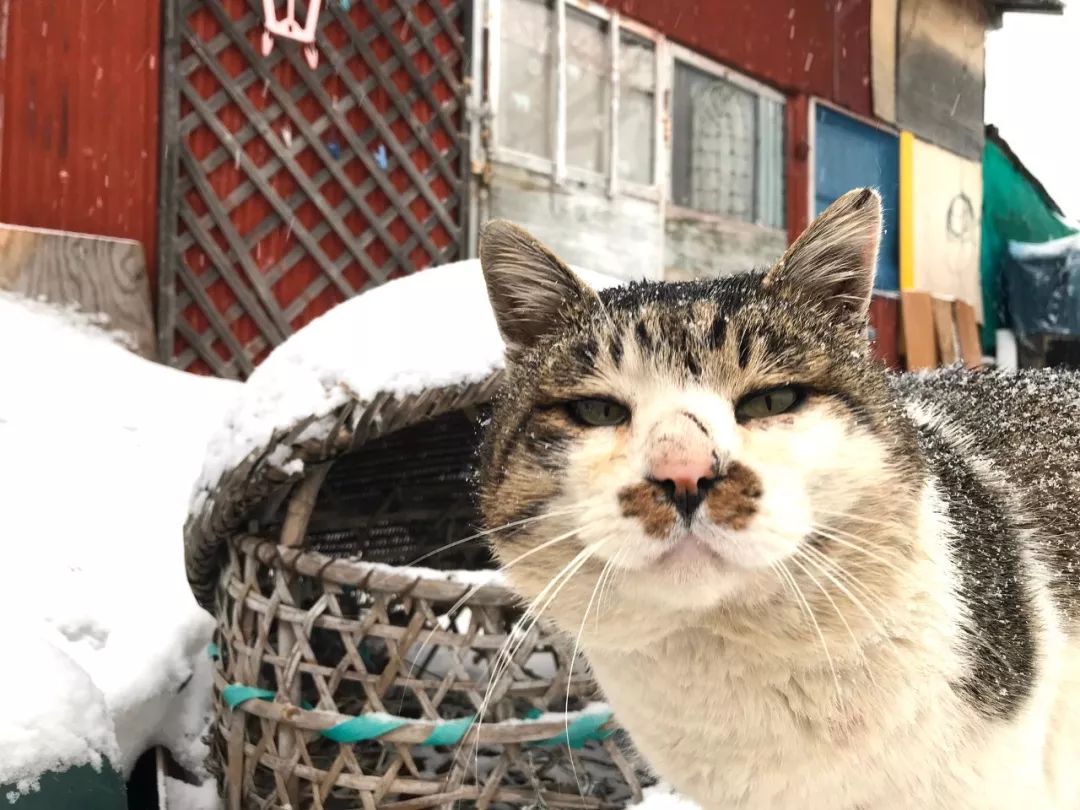 滑雪、看海、打地洞…原来北海道的流浪猫是这么过冬的！