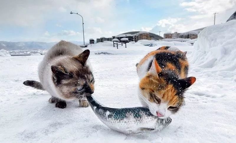 滑雪、看海、打地洞…原来北海道的流浪猫是这么过冬的！