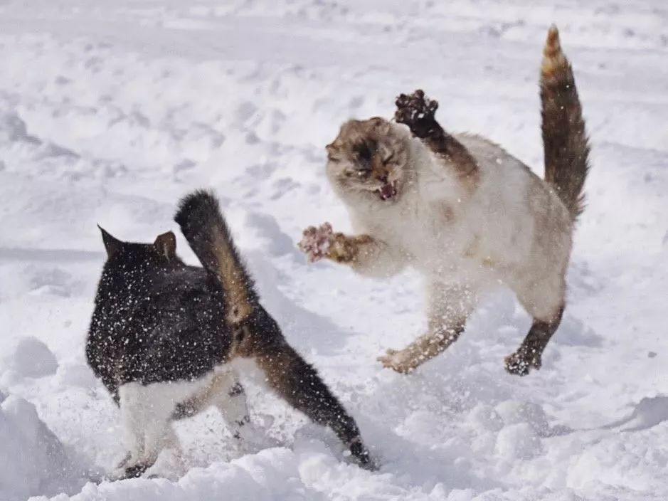 滑雪、看海、打地洞…原来北海道的流浪猫是这么过冬的！