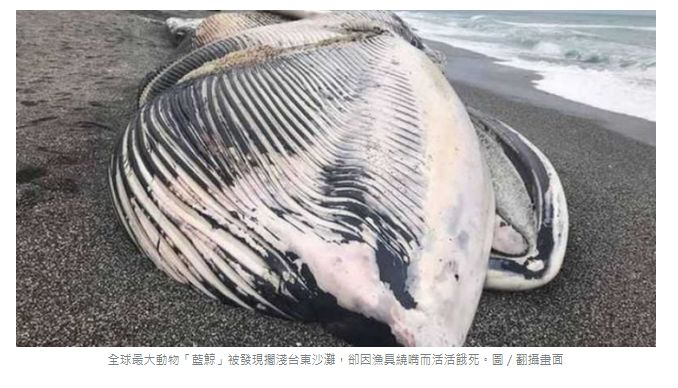 台湾渔具排行_台湾首例!蓝鲸被渔具绕嘴活活饿死