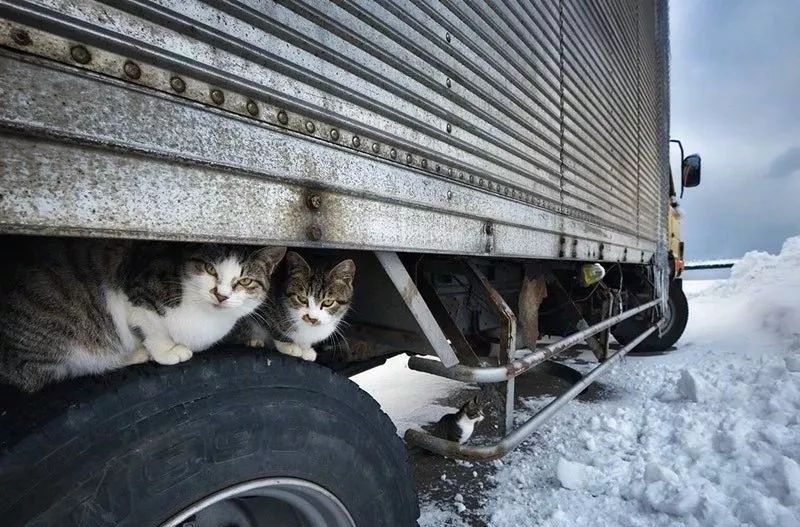 滑雪、看海、打地洞…原来北海道的流浪猫是这么过冬的！