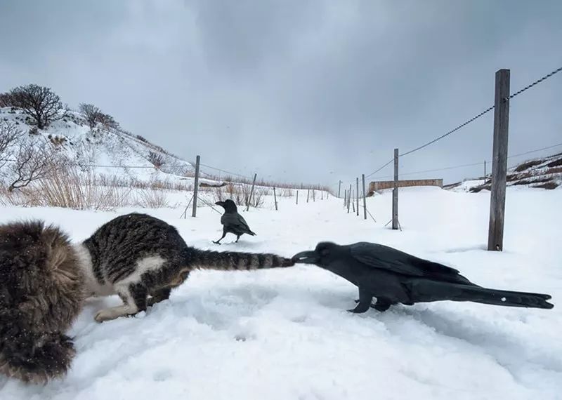 滑雪、看海、打地洞…原来北海道的流浪猫是这么过冬的！