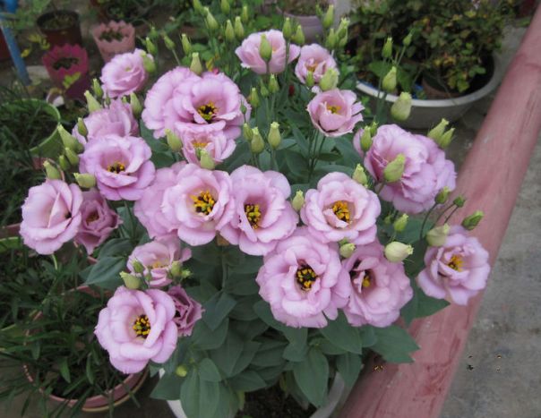 适合家里养的绿植玫瑰 8e68ca6f89454159946ccc3784767309.jpeg