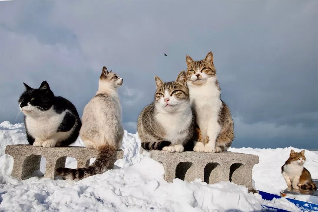 滑雪、看海、打地洞…原来北海道的流浪猫是这么过冬的！