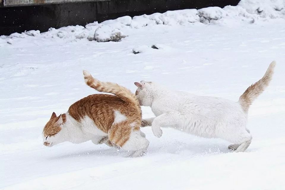 滑雪、看海、打地洞…原来北海道的流浪猫是这么过冬的！