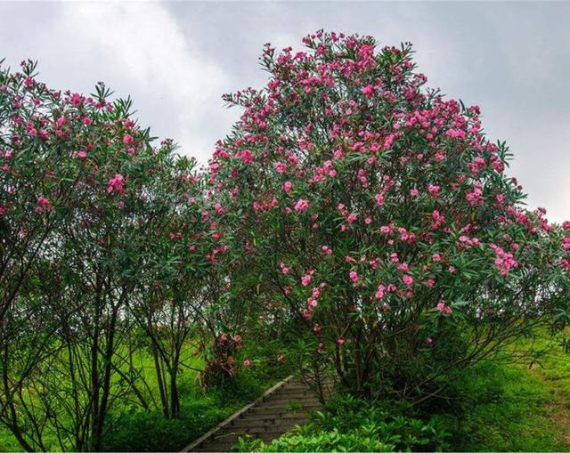 属蛇人在2020年运程_2021还有几天就到,属蛇人新一年的运势怎么样,属蛇人