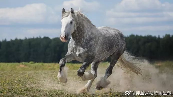 瘦死的骆驼真不一定比马大重挽马