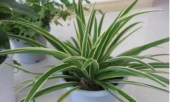 室内养什么植物对湿润空气有作用 cb751d403081485d97e3c16ca2701741.jpeg