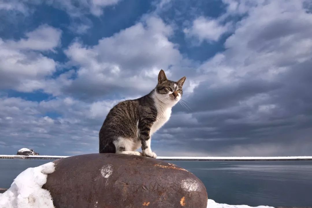 滑雪、看海、打地洞…原来北海道的流浪猫是这么过冬的！