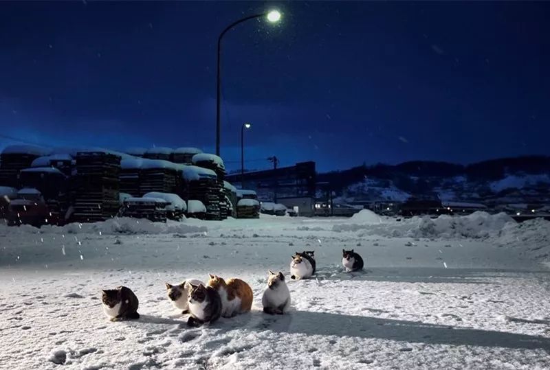 滑雪、看海、打地洞…原来北海道的流浪猫是这么过冬的！