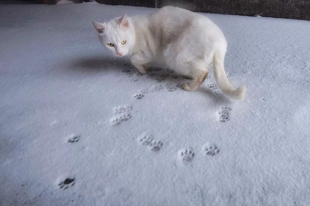 滑雪、看海、打地洞…原来北海道的流浪猫是这么过冬的！