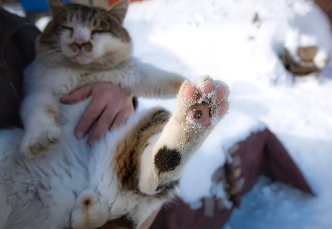 滑雪、看海、打地洞…原来北海道的流浪猫是这么过冬的！