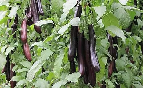 现在能种什么菜了 d848d221f2794a91a337469119cfb862.jpeg