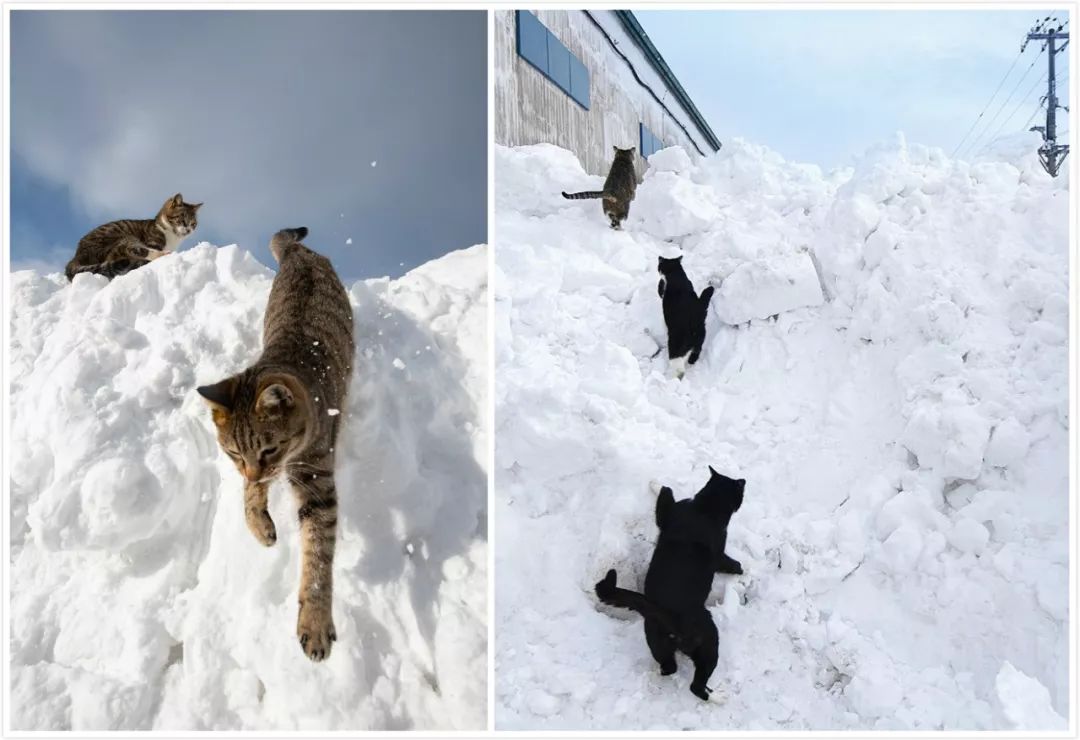 滑雪、看海、打地洞…原来北海道的流浪猫是这么过冬的！