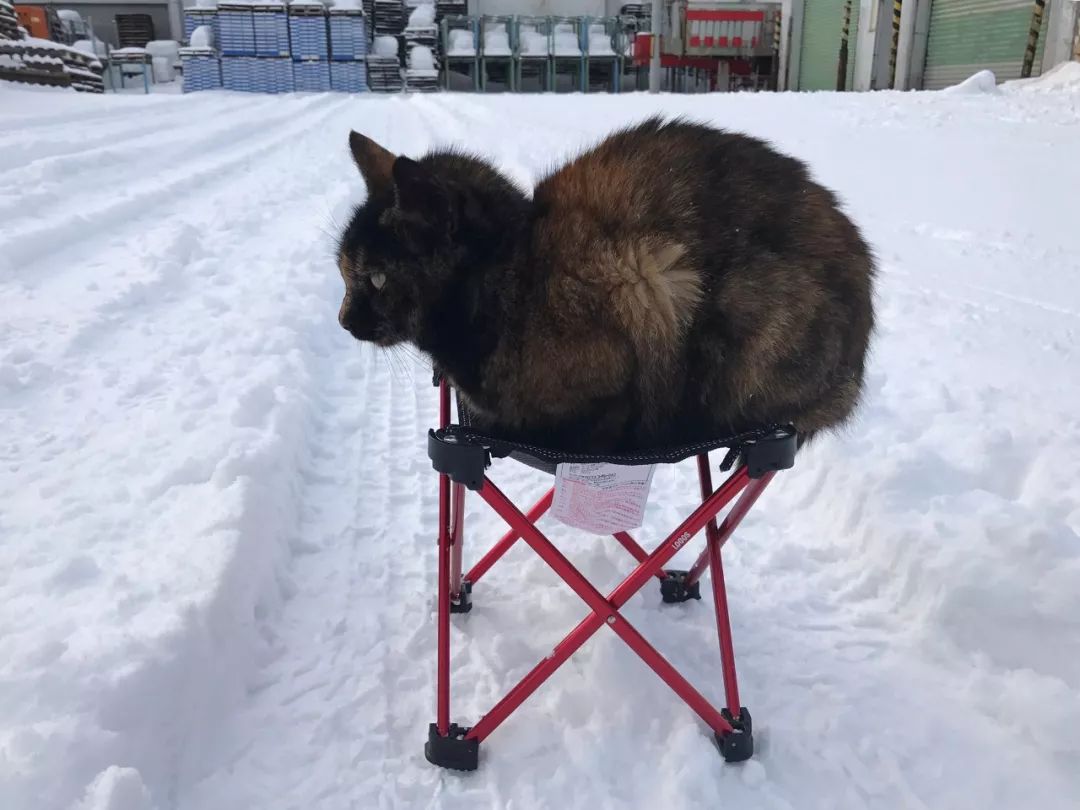 滑雪、看海、打地洞…原来北海道的流浪猫是这么过冬的！