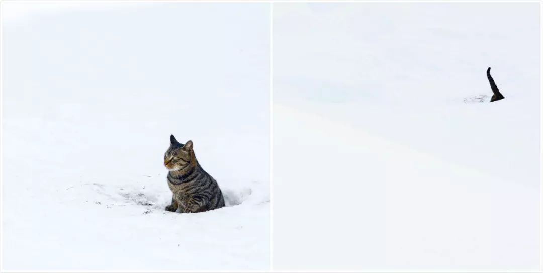 滑雪、看海、打地洞…原来北海道的流浪猫是这么过冬的！