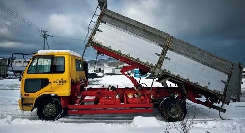 滑雪、看海、打地洞…原来北海道的流浪猫是这么过冬的！