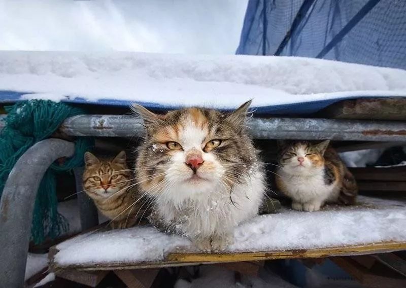 滑雪、看海、打地洞…原来北海道的流浪猫是这么过冬的！