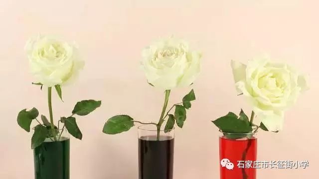 变色花科学原理是什么_变色花科学小实验(2)