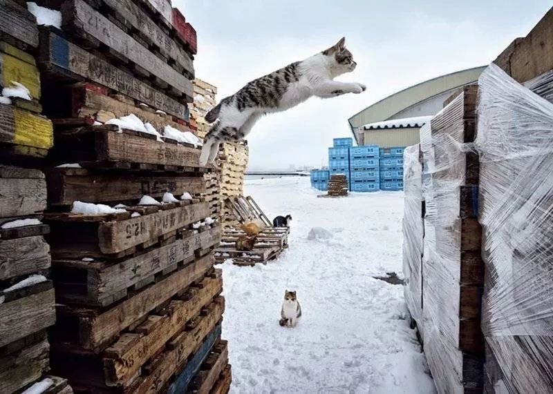 滑雪、看海、打地洞…原来北海道的流浪猫是这么过冬的！